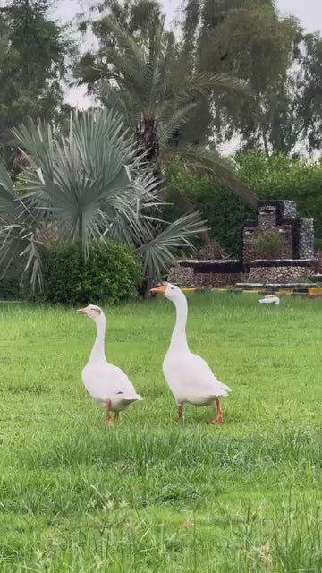 Munira Designers - Off White Blush Bloom